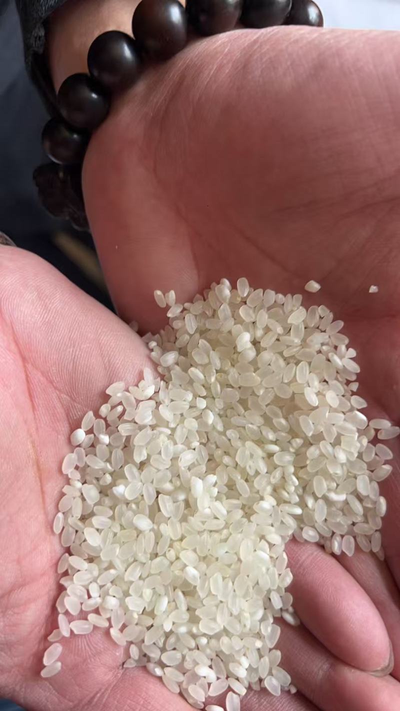珍珠米