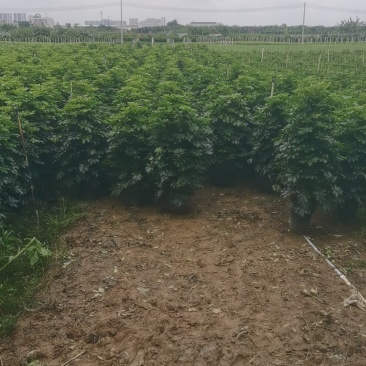 鹅掌柴盆栽，高1.2-1.7米多规格