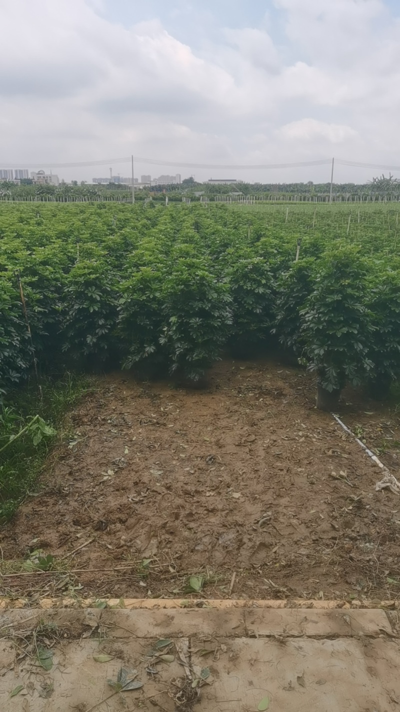 鹅掌柴盆栽，高1.2-1.7米多规格