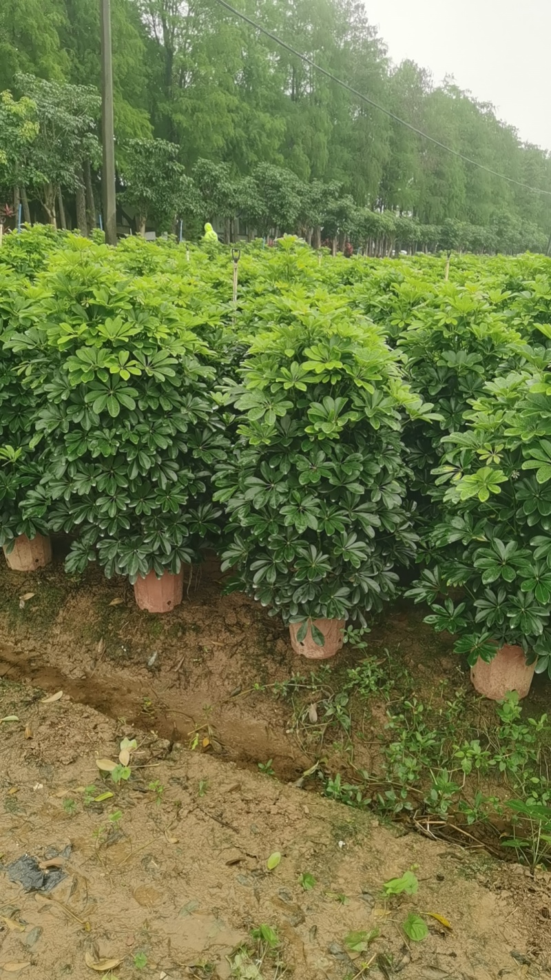 鹅掌柴盆栽，高1.2-1.7米多规格