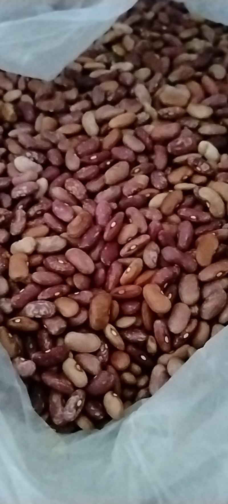 白小豆