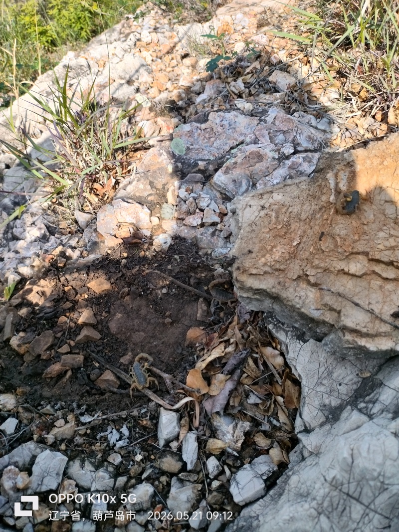 蝎子每只约2克