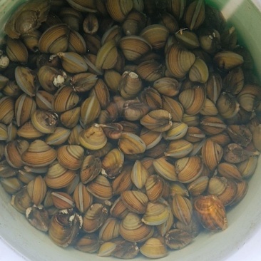 黄蚬淡水黄蚬，曹娥江纯手摸