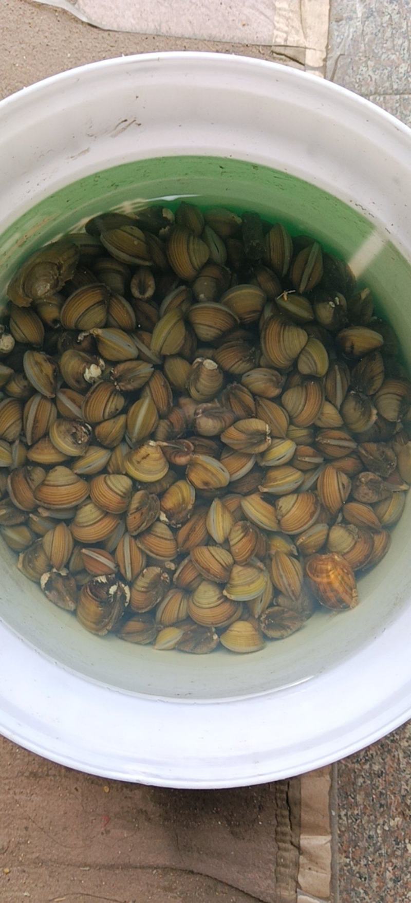 黄蚬淡水黄蚬，曹娥江纯手摸