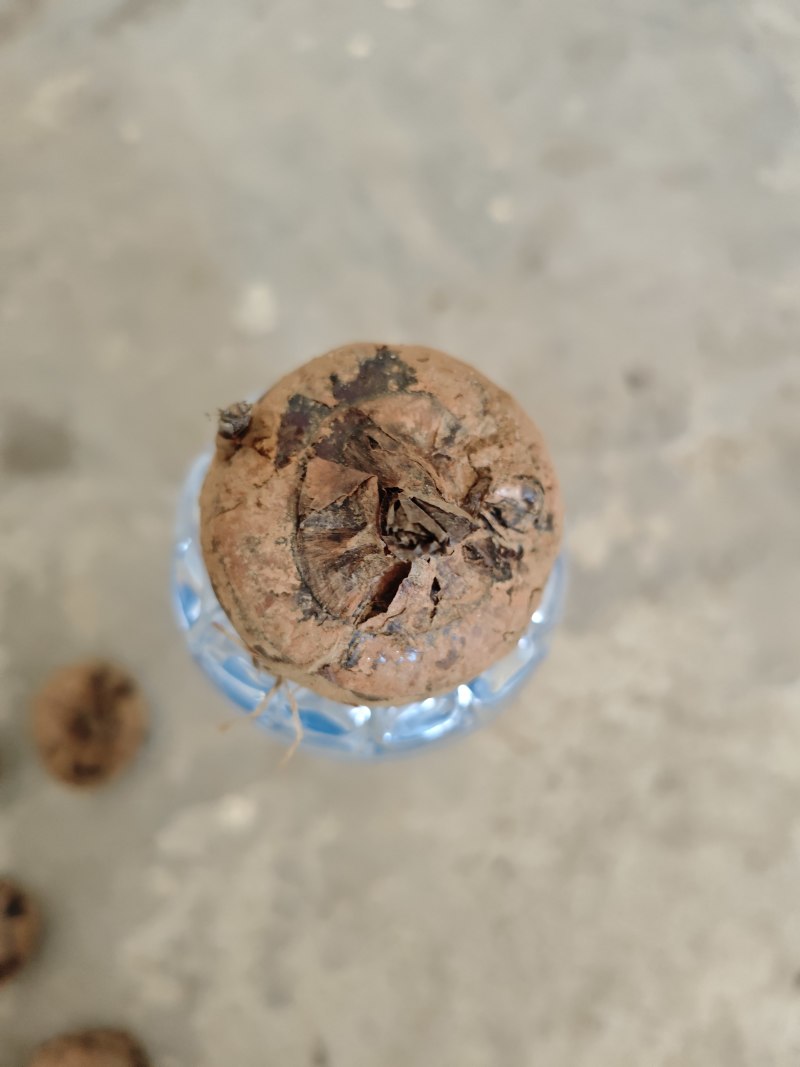 荸荠大马蹄
