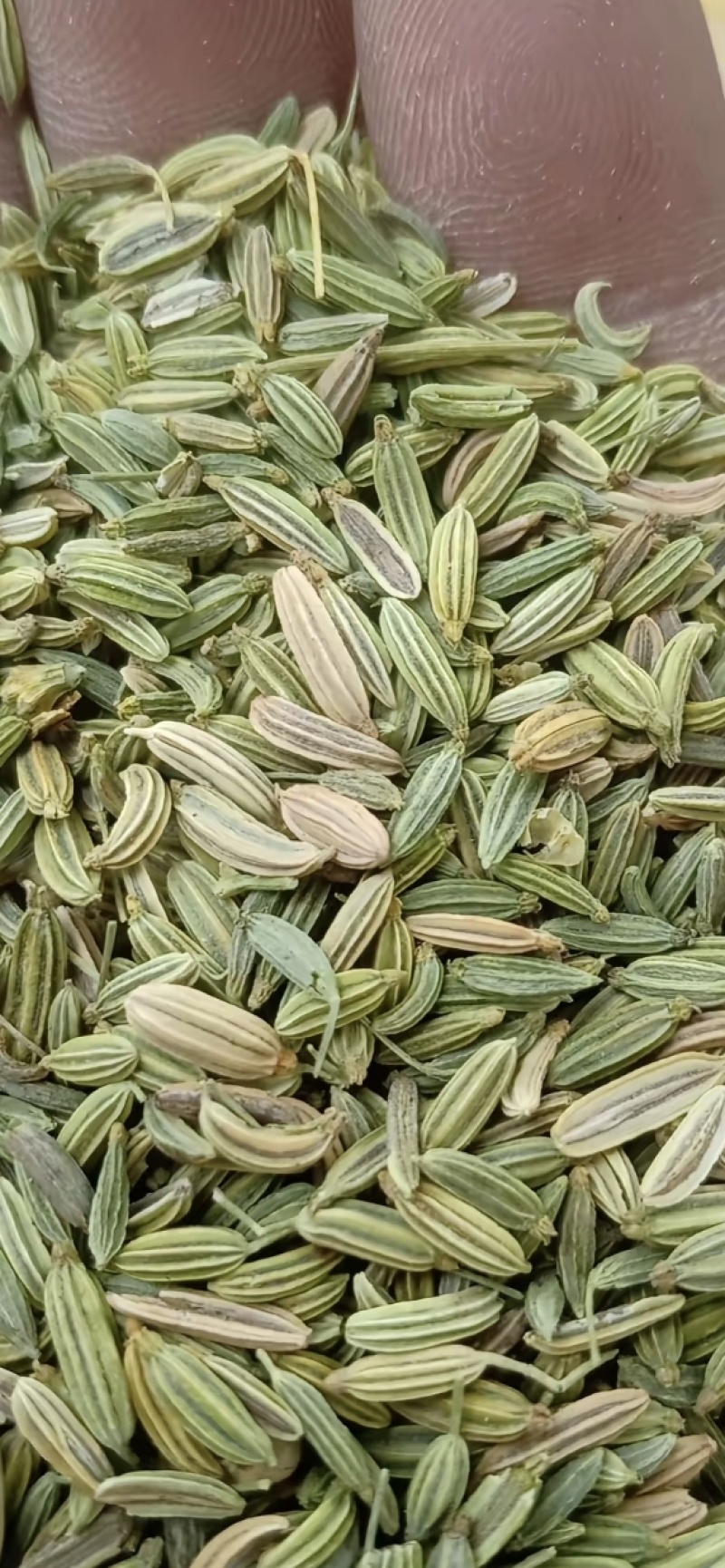小茴香净度95%，水风6左右