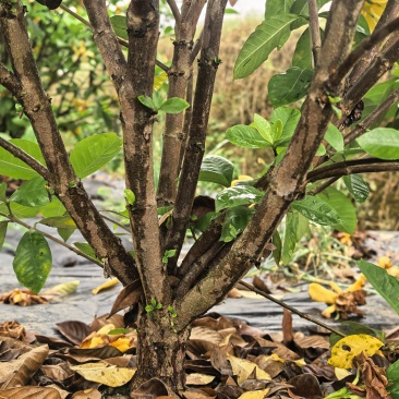栀子花苗
