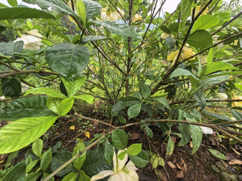 栀子花苗