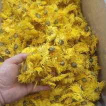 金丝皇菊12斤/件