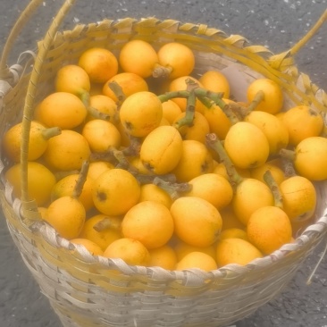 塘栖枇杷70个/箱，约5斤，大小均匀