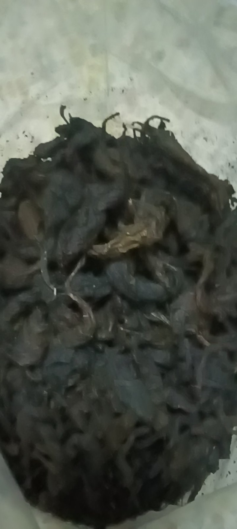 杜仲茶