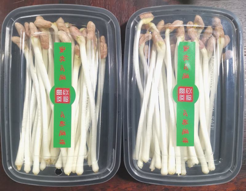 花生芽长度18-22厘米，脆嫩