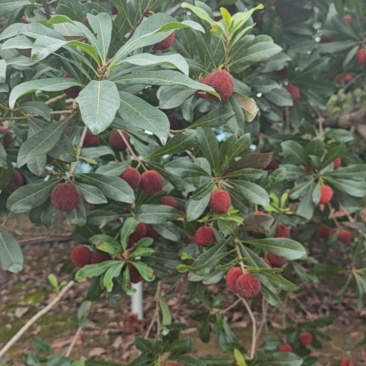 东魁杨梅25-30克