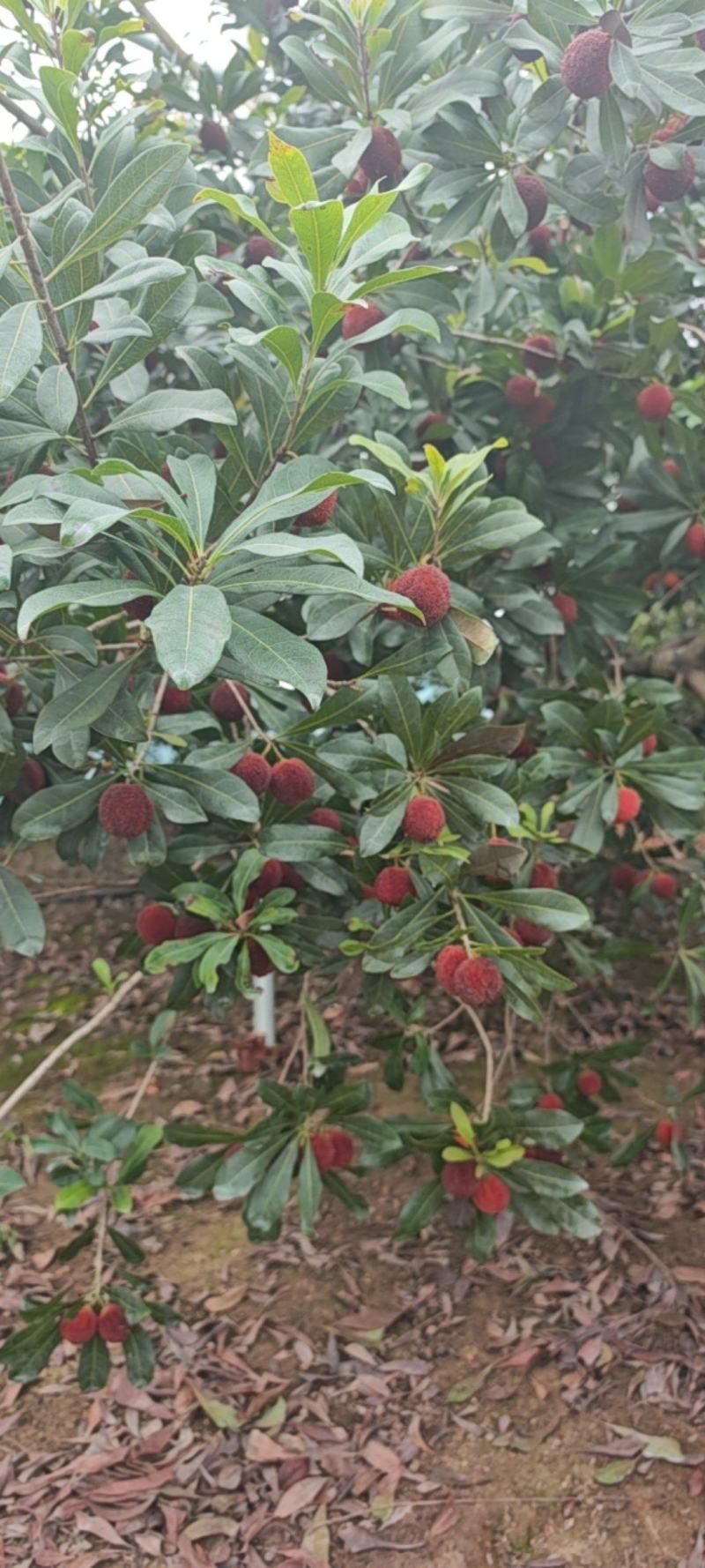 东魁杨梅25-30克