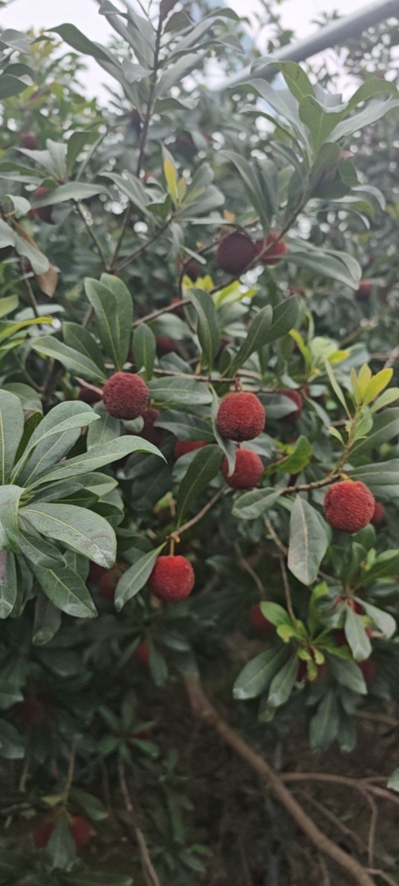 东魁杨梅25-30克