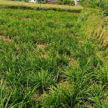 麦冬苗30-40厘米