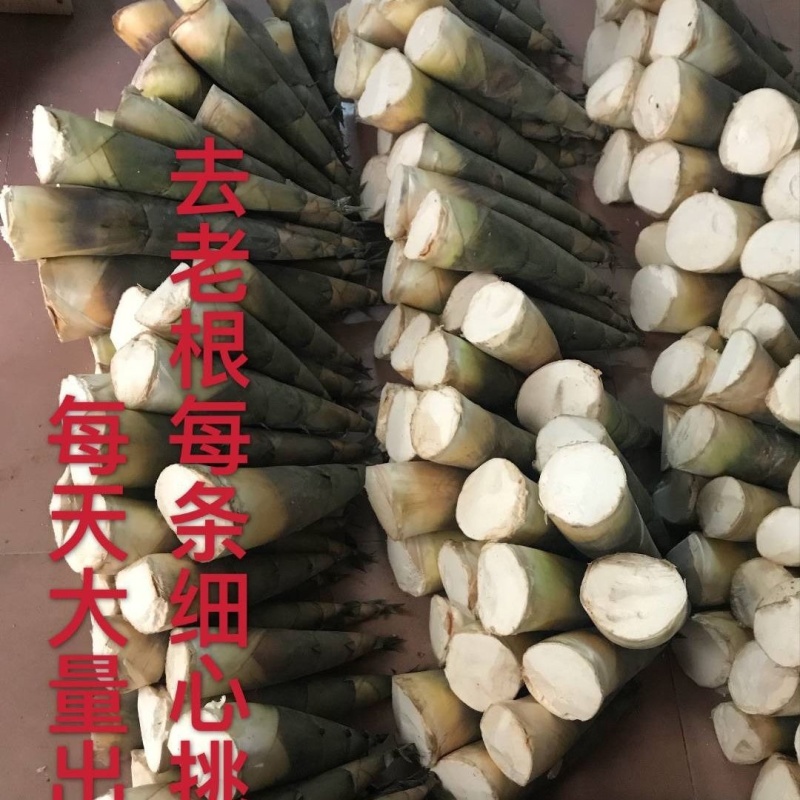 甜竹笋高度20-40厘米，带壳发货