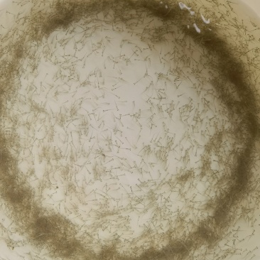 草鱼苗小规格水花