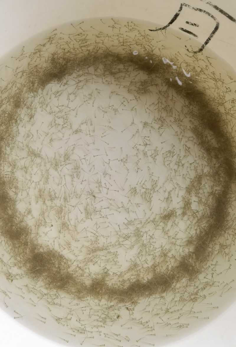 草鱼苗小规格水花