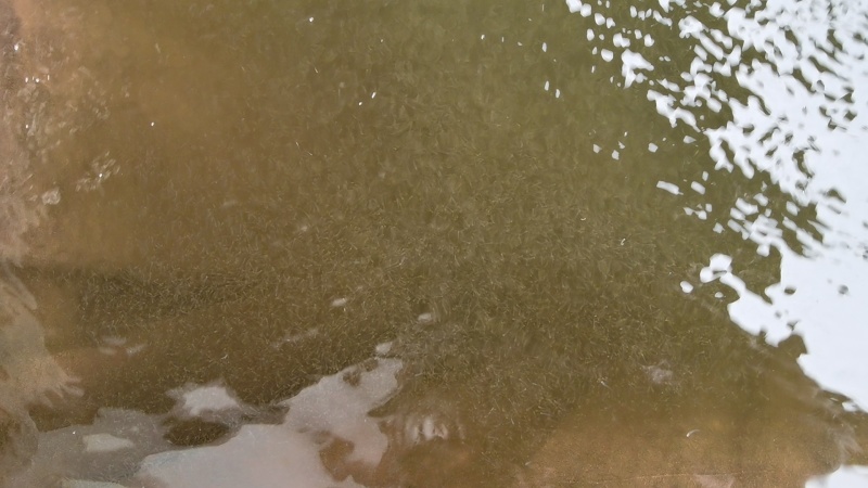 草鱼苗小规格水花