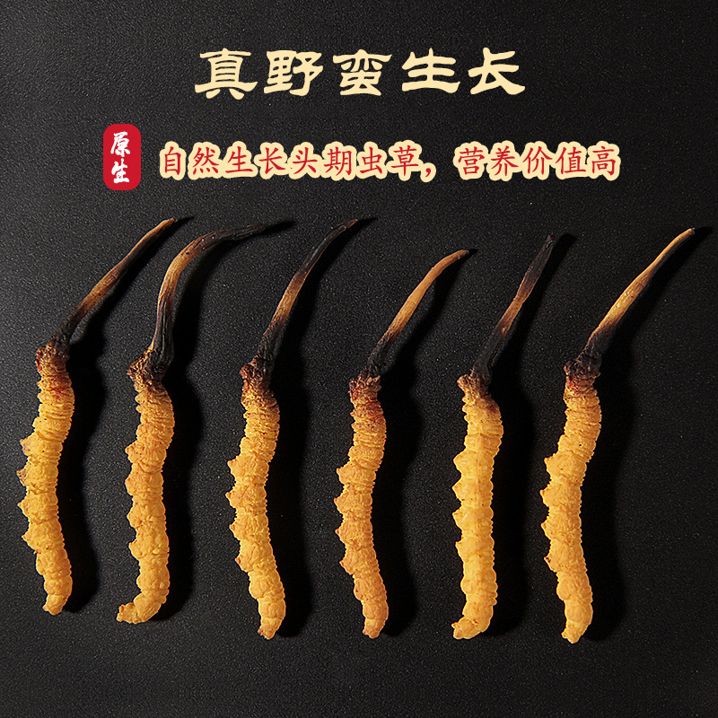 冬虫夏草新鲜野生冬虫夏草;干草