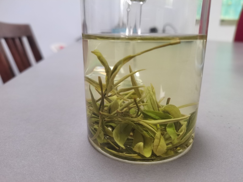 安吉白茶