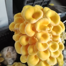 榆黄菇菌种菌种