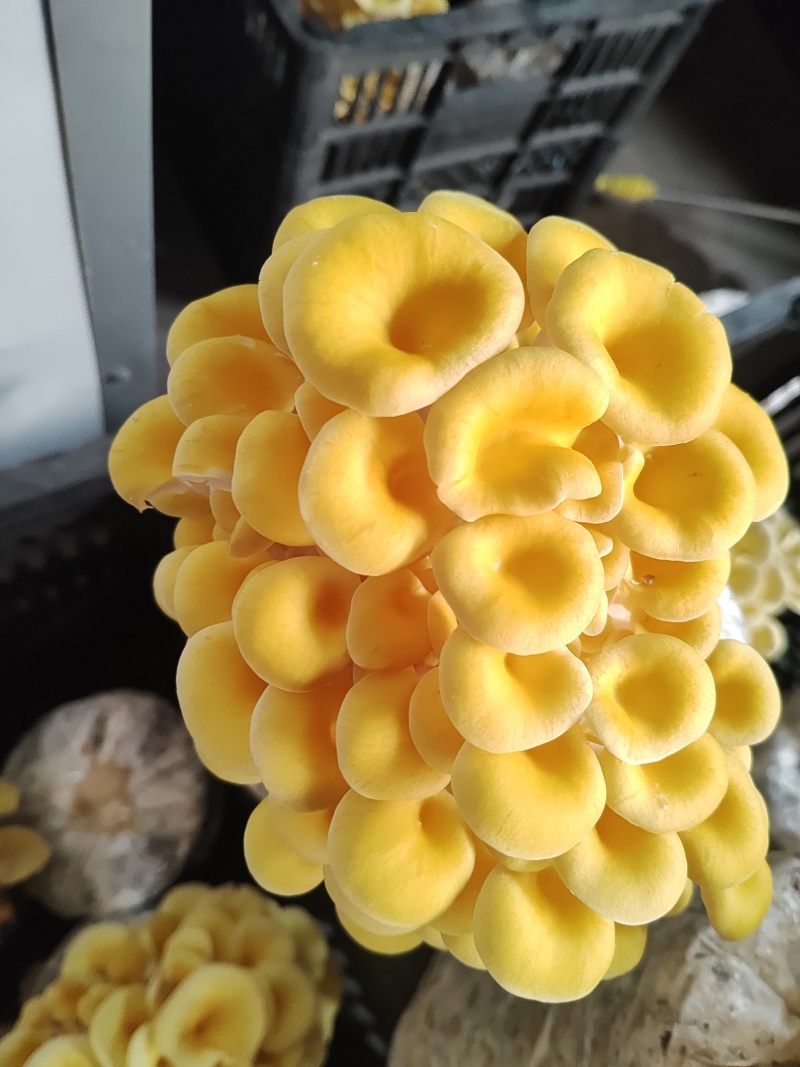 榆黄菇鲜品