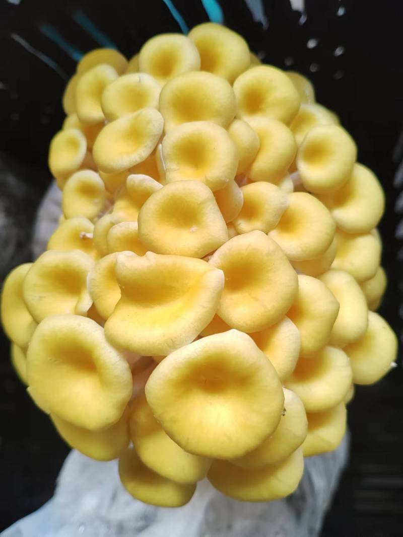 榆黄菇鲜品
