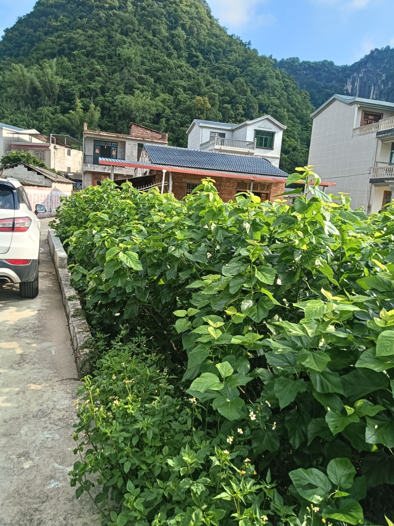 桑叶