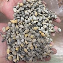 发酵大豆含水量约30%