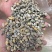 发酵大豆含水量约30%