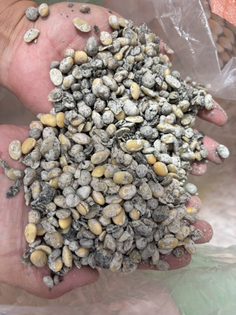 发酵大豆含水量约30%