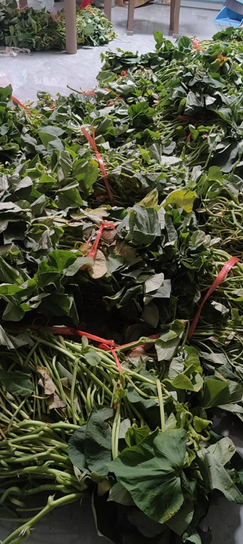 红薯苗