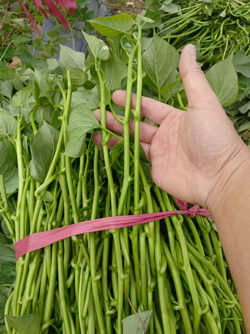 红薯苗