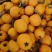 大五星枇杷
