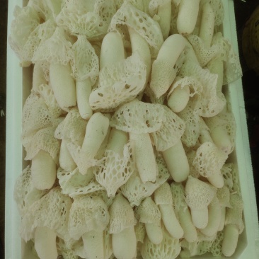 红托竹荪干货统货；鲜货8-15公分