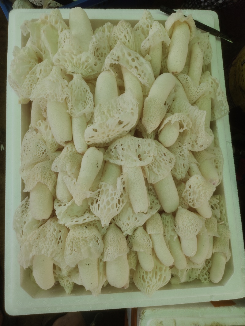 红托竹荪干货统货；鲜货8-15公分
