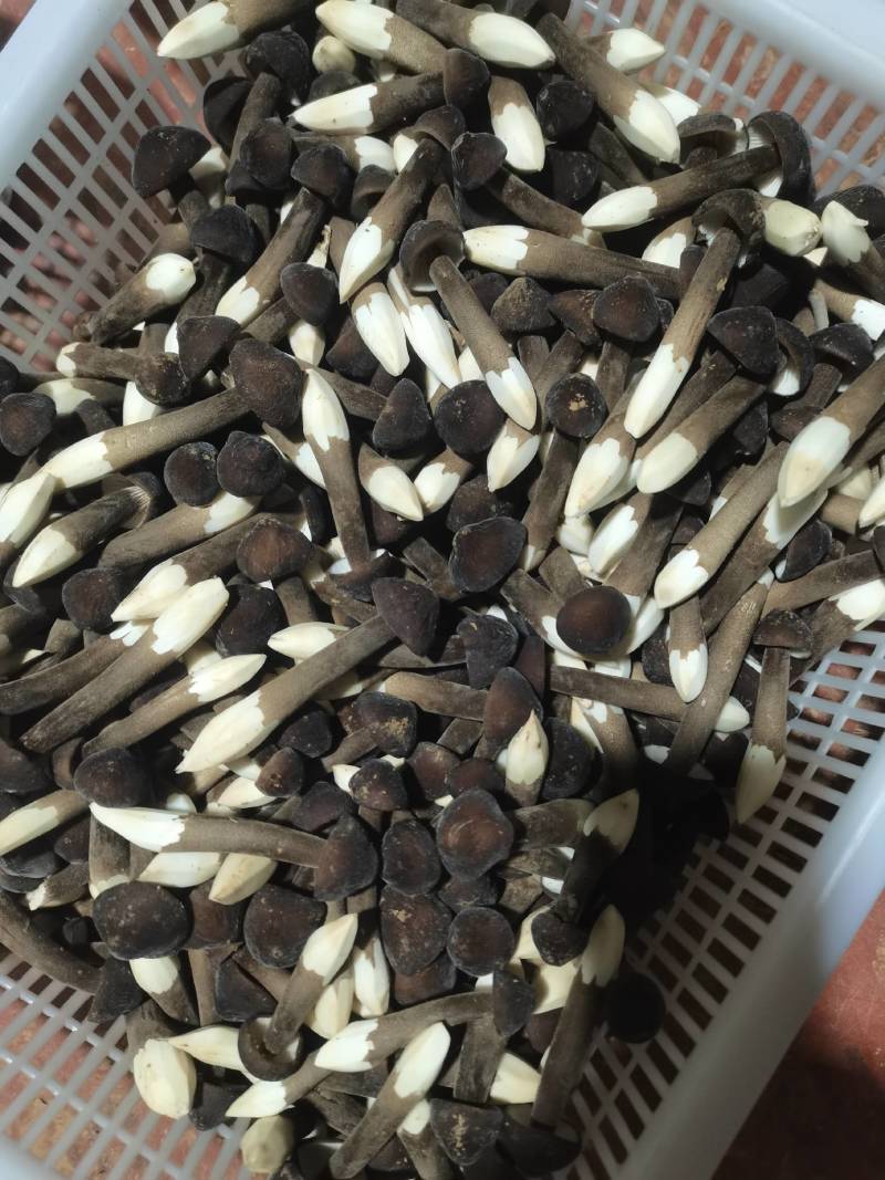 鸡枞菌中等大小，人工种植新鲜采摘，泡沫箱保鲜包装