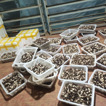 鸡枞菌中等大小，人工种植新鲜采摘，泡沫箱保鲜包装