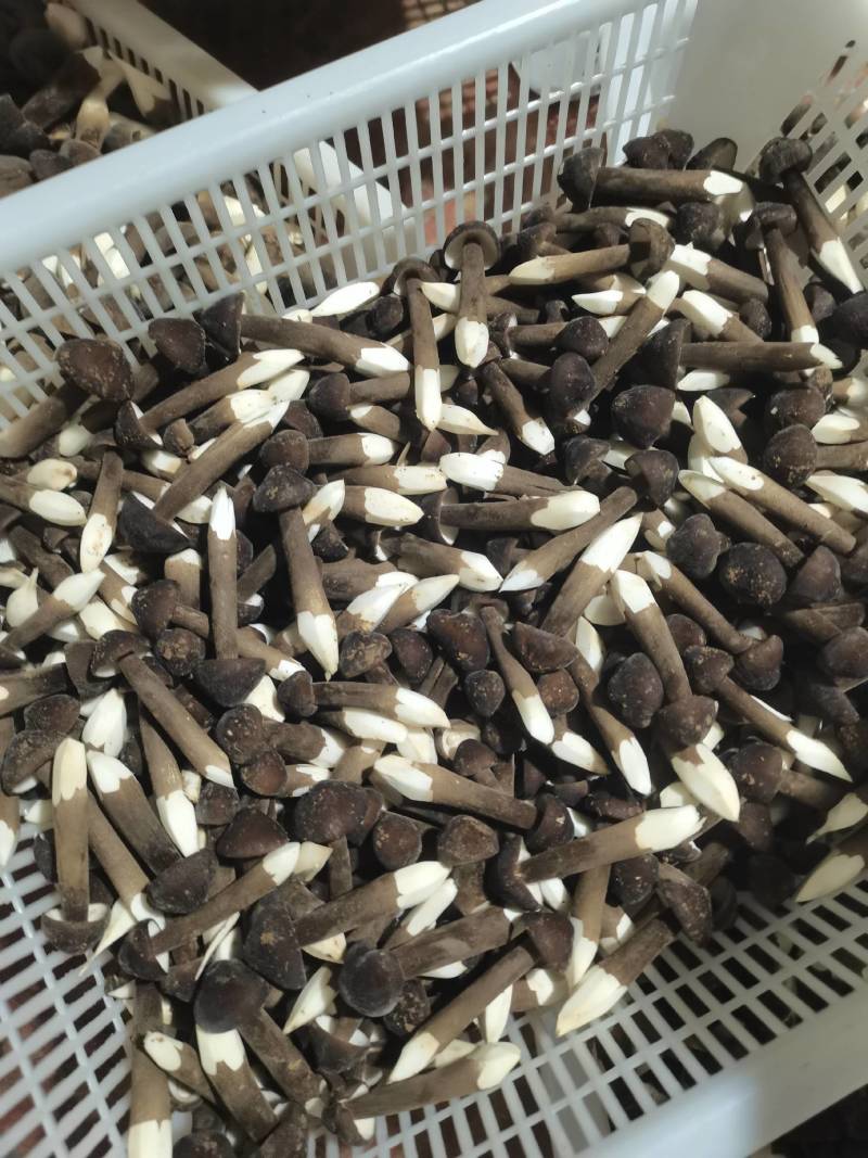 鸡枞菌中等大小，人工种植新鲜采摘，泡沫箱保鲜包装