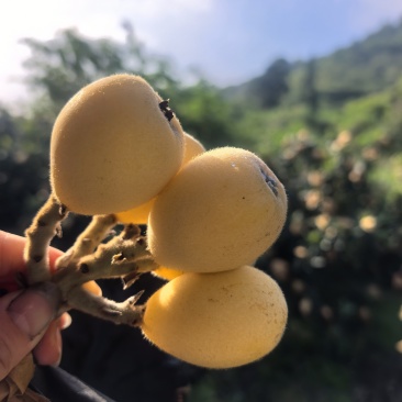 枇杷果子30克以上，小果可挑出