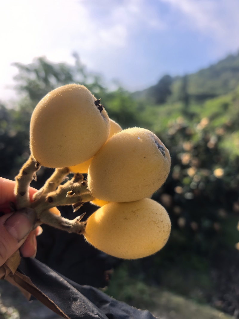 枇杷果子30克以上，小果可挑出