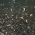 泥鳅5-8公分，一斤约100条