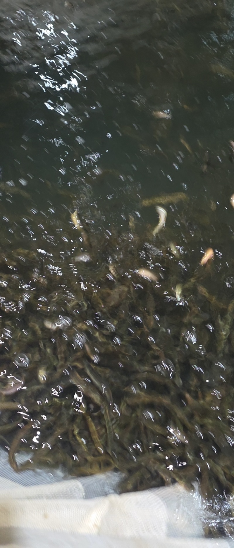 泥鳅5-8公分，一斤约100条