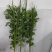 艾草