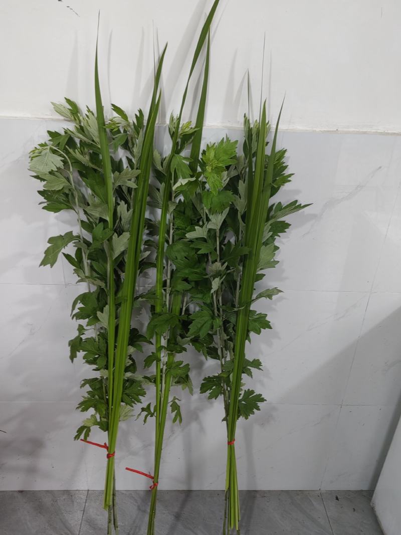 艾草