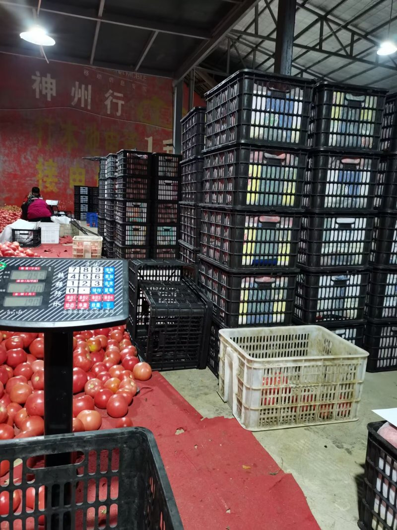 硬粉西红柿通货精品都有