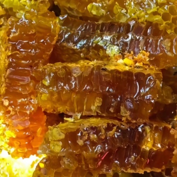 土蜂蜜大桶装