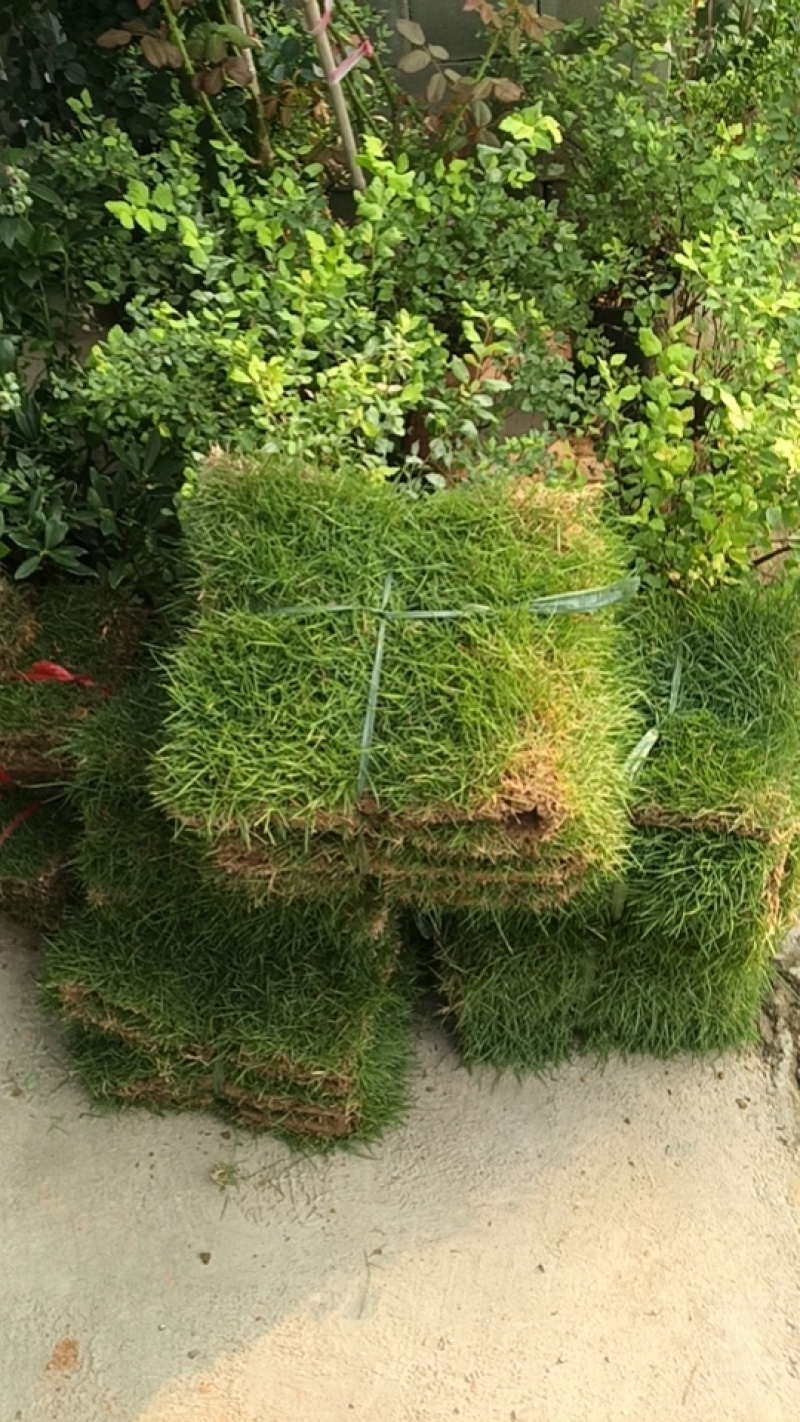 草皮